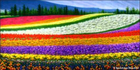 Backdrops: Flower Fields 1