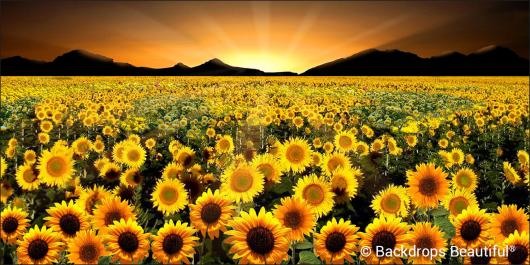 Backdrops: Flower Fields 2