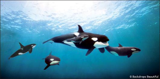 Backdrops: Orcas